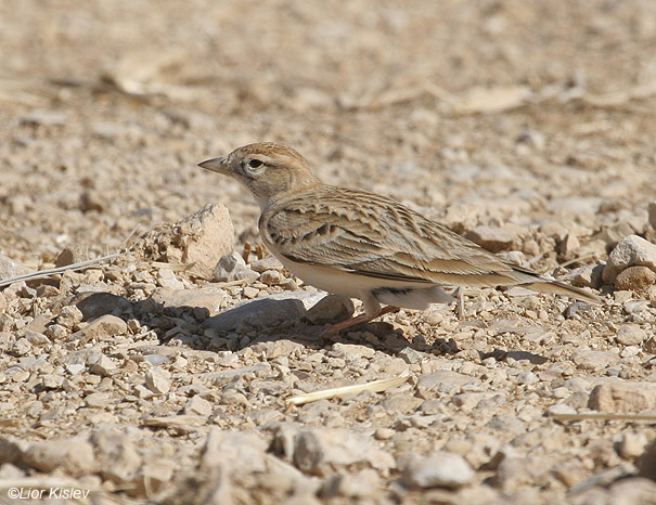 עפרונן קצר אצבעות Greater Short-toed Lark                                       Calandrella brachydactyla                               קטורה, הערבה,אפריל 2006